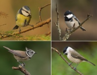 Vogelvilla